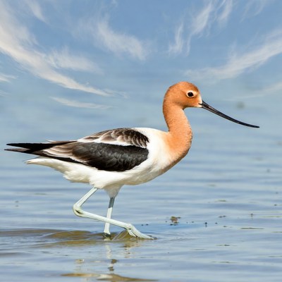 Black-necked Stilt wading in water