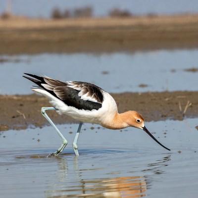 Black-necked Stilt foraging in water