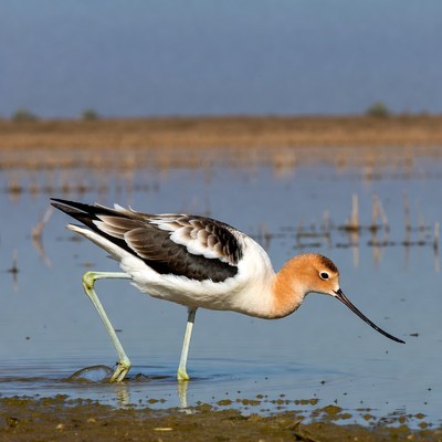 Black-necked Stilt in wetland