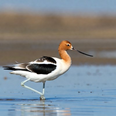 Black-winged Stilt standing in water