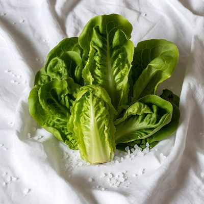 Fresh Lettuce on White Cloth