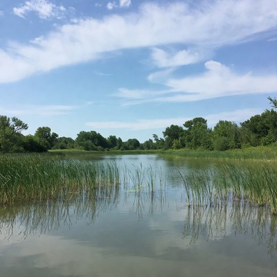 Reeds in Calm Pond with Trees