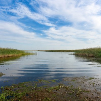 Reed-lined Lake Under Blue Sky