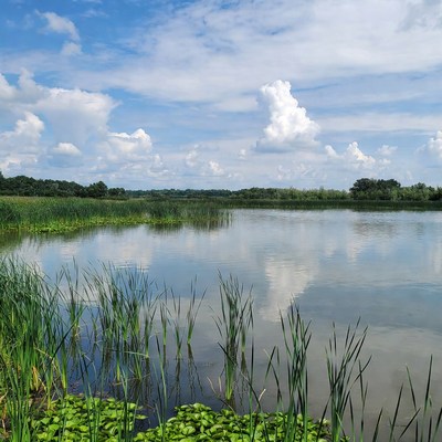 Scenic Lake with Reeds and Blue Sky