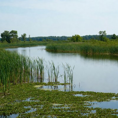 Serene Marsh with Winding River