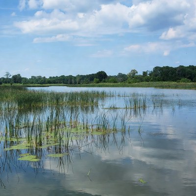 Calm lake with reeds and lily pads