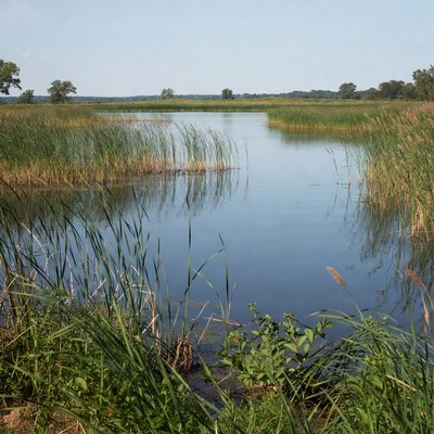 Serene Marsh with Cattails and Calm Water