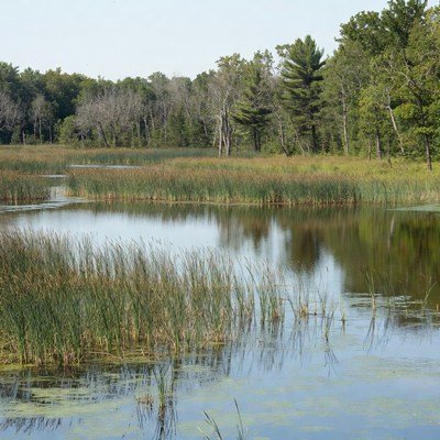 Scenic Marsh with Cattails and Forest