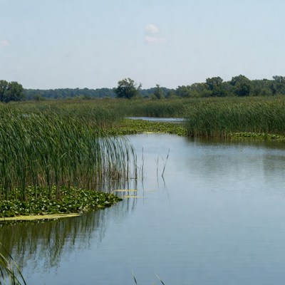 Reeds and lily pads in marsh