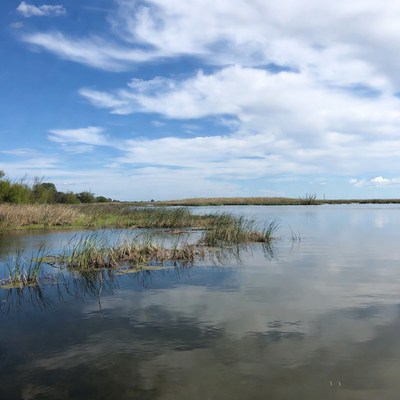 Marshland with Reeds and Calm Water