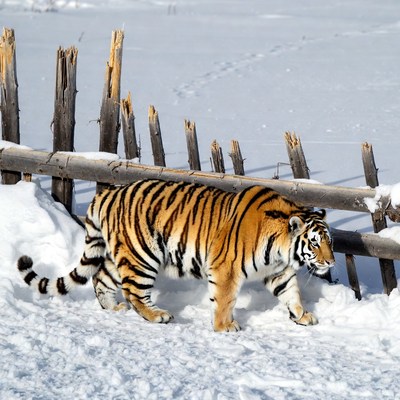 Tiger walking in snowy field