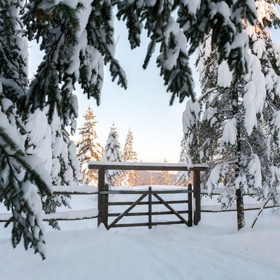 Snowy Wooden Gate in Forest