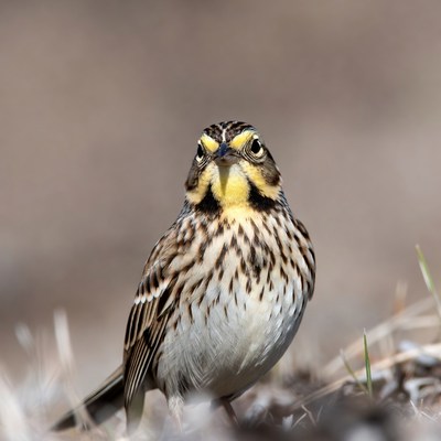 Savannah Sparrow on ground
