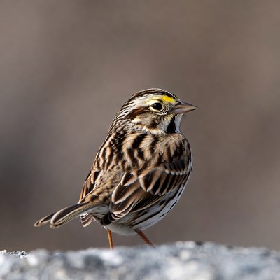 Savannah Sparrow on snowy rock