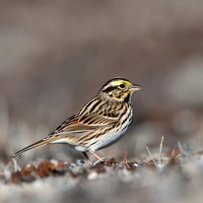Savannah Sparrow on ground