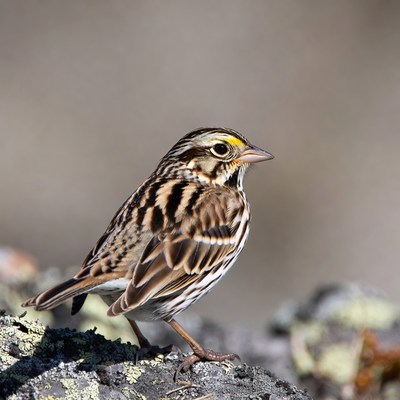 Savannah Sparrow on rock