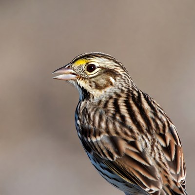 Savannah Sparrow on blurred background