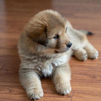 Fluffy Golden Puppy Lying on Floor