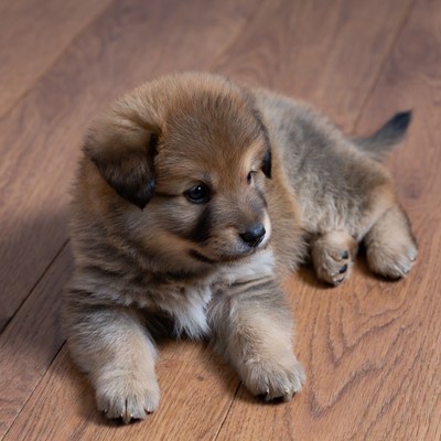 Fluffy brown puppy on wooden floor