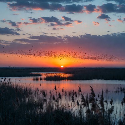 Birds Flying Over Sunset Marsh
