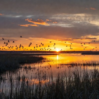 Flock of Birds Flying at Sunset