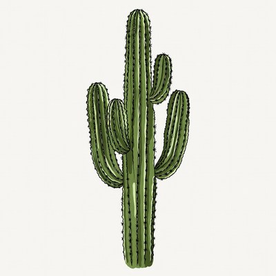 Tall Green Cactus Illustration