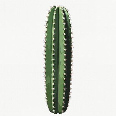 Tall Green Cactus Illustration