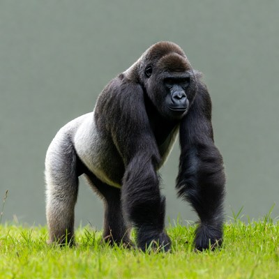Silverback Gorilla Standing on Grass