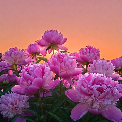 Pink Peonies in Sunset Field