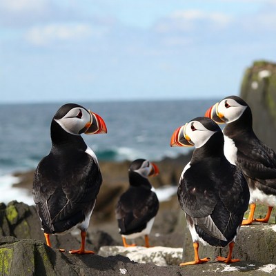 Group of puffins on rocky cliff