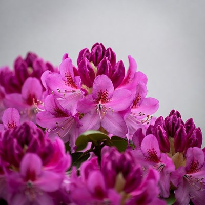 Pink Rhododendron Flowers Closeup