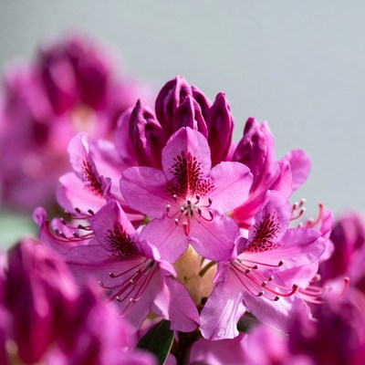 Closeup of vibrant pink rhododendron flowers