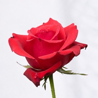 Red Rose on White Background