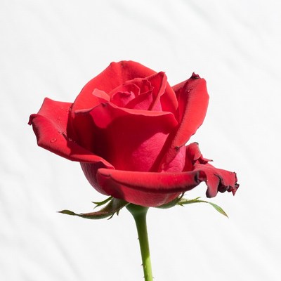 Red Rose on White Background