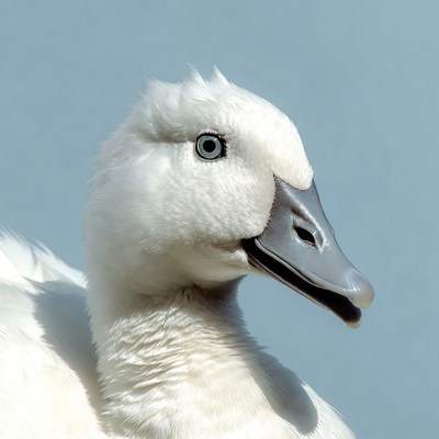 White duck with blue eyes