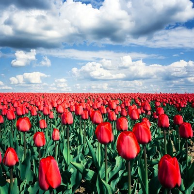 Red Tulip Field Under Blue Sky