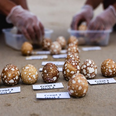 Scientists examining labeled turtle eggs