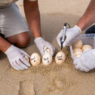 Scientists labeling turtle eggs on beach