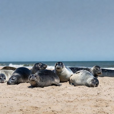 Group of seals on beach