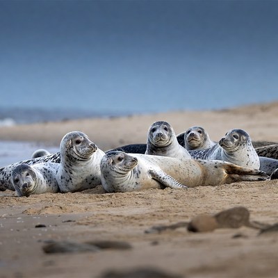 Group of seals on beach