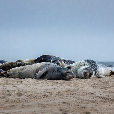 Group of seals resting on beach