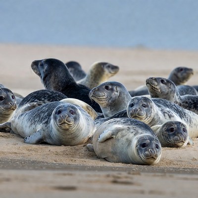 Group of seals on beach