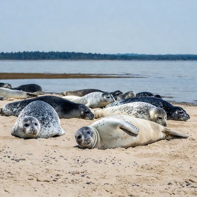 Group of seals on sandy beach