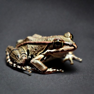 Brown tree frog on black background
