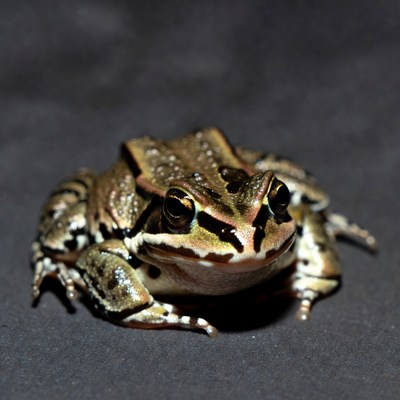 Green Tree Frog on Black Background