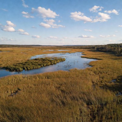 Aerial view of marshland with birds