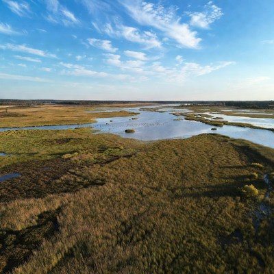 Aerial view of marshland with water and birds