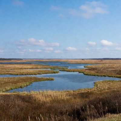 Marshland with winding waterways