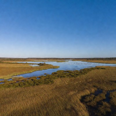 Aerial View of Marshland with Birds