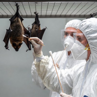 Scientists Swabbing Bats in Protective Suits